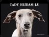 Italský chrtík Italian Greyhound