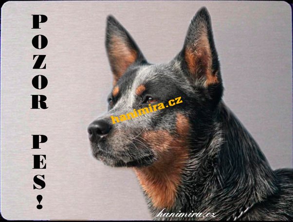 Australský honácký pes - Kliknutím na obrázek zavřete
