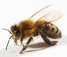 Včely cedulky