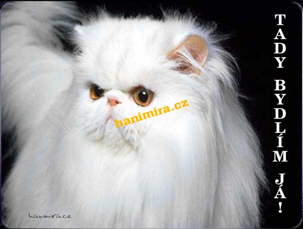 Perská kočka - Kliknutím na obrázek zavřete