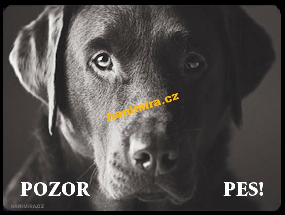 Labrador černý - Kliknutím na obrázek zavřete