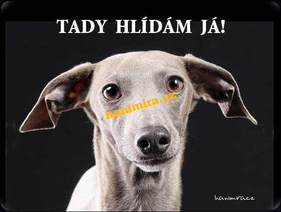 Italský chrtík Italian Greyhound - Kliknutím na obrázek zavřete