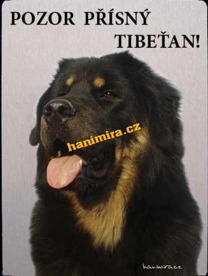 Tibetská doga - Kliknutím na obrázek zavřete