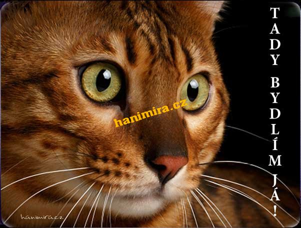 Bengálská kočka - Kliknutím na obrázek zavřete