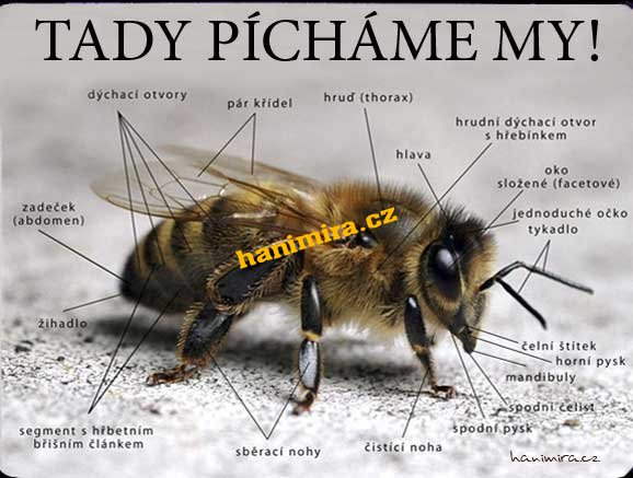 Tabulka "POZOR VČELY" Pozor včely - Kliknutím na obrázek zavřete