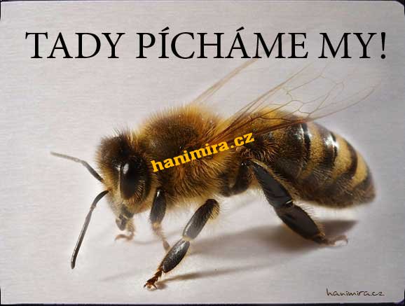 Tabulka "POZOR VČELY" Pozor včely - Kliknutím na obrázek zavřete
