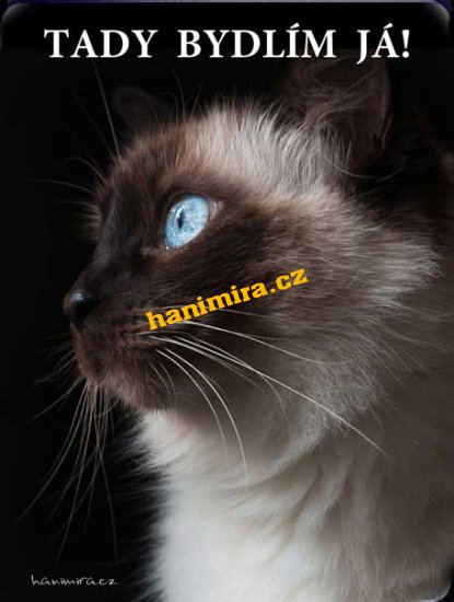 Ragdoll kočka - Kliknutím na obrázek zavřete