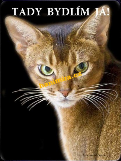 Habešská kočka - Kliknutím na obrázek zavřete