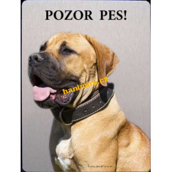 Boerboel Búrský buldok 1