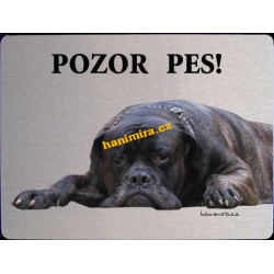 Bullmastif 2