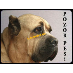 Cane Corso