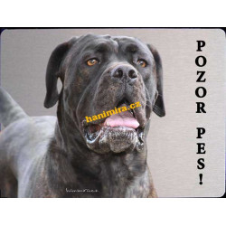 Cane Corso 1