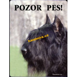 Flanderský bouvier 1