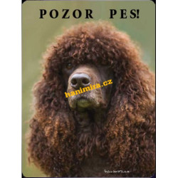 Irský vodní španěl