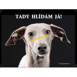 Italský chrtík Italian Greyhound