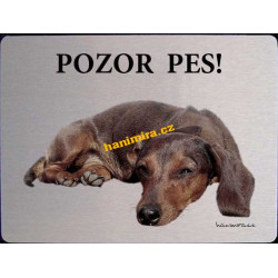 Jezevčík drsnosrstý2