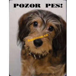 Jezevčík drsnosrstý2
