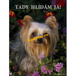 Jorkšírský teriér Yorkshire terrier1