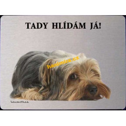 Jorkšírský teriér Yorkshire terrier2