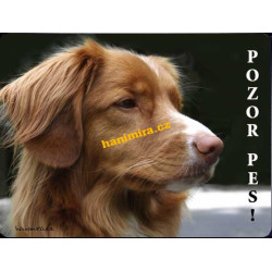 Kanadský retrívr Nova Scotia duck tolling retriever