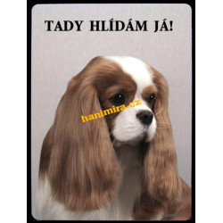 Kavalír King Charles španěl1