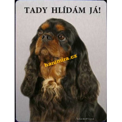 Kavalír King Charles španěl3
