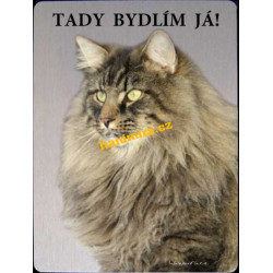 Norská lesní kočka 1