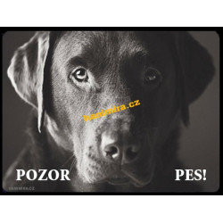 Labrador černý