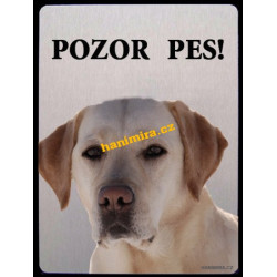 Labrador retrivr1