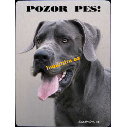 Německá doga modrá1