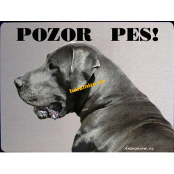 Německá doga modrá3