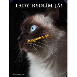 Ragdoll kočka