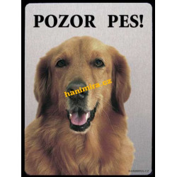 Retrívr zlatý