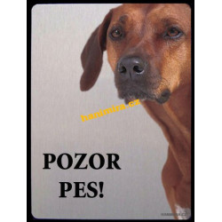 Rhodeský ridgeback1