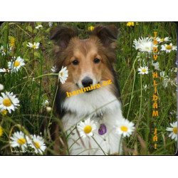 Šeltie Sheltie2