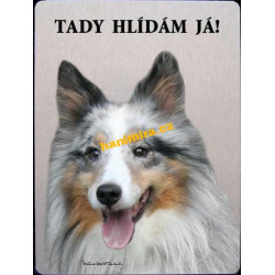 Šeltie Sheltie3
