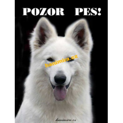 Švýcarský ovčák bílý1