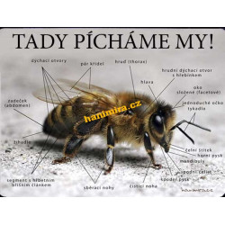 POZOR VČELY Tady pícháme my