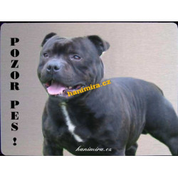 Americký pitbull
