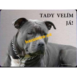 Americký staford 2