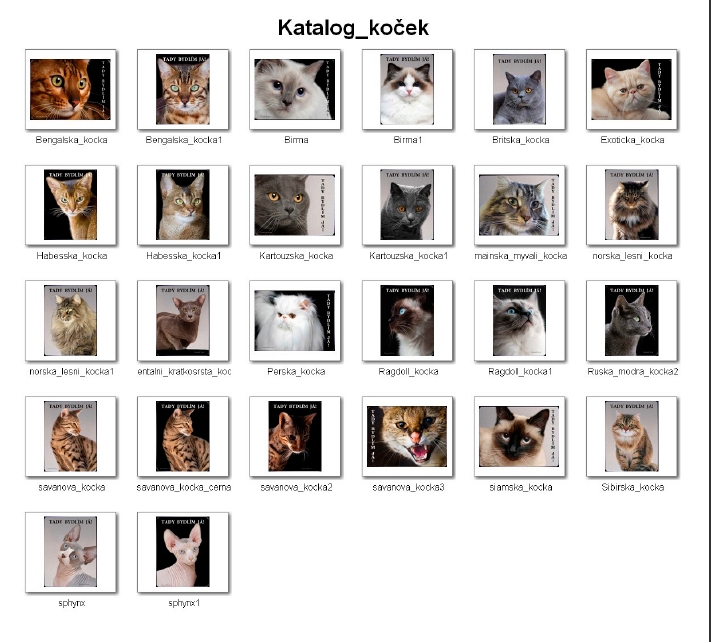 Katalog koček